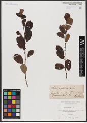 Foto von Salix aurita L.